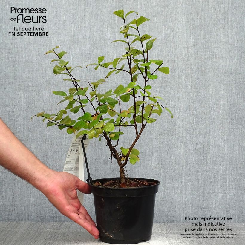 Ejemplar de Árbol de Júpiter Rose Fucsia - Lagerstroemia indica Maceta 3L/4L entregado en otoño
