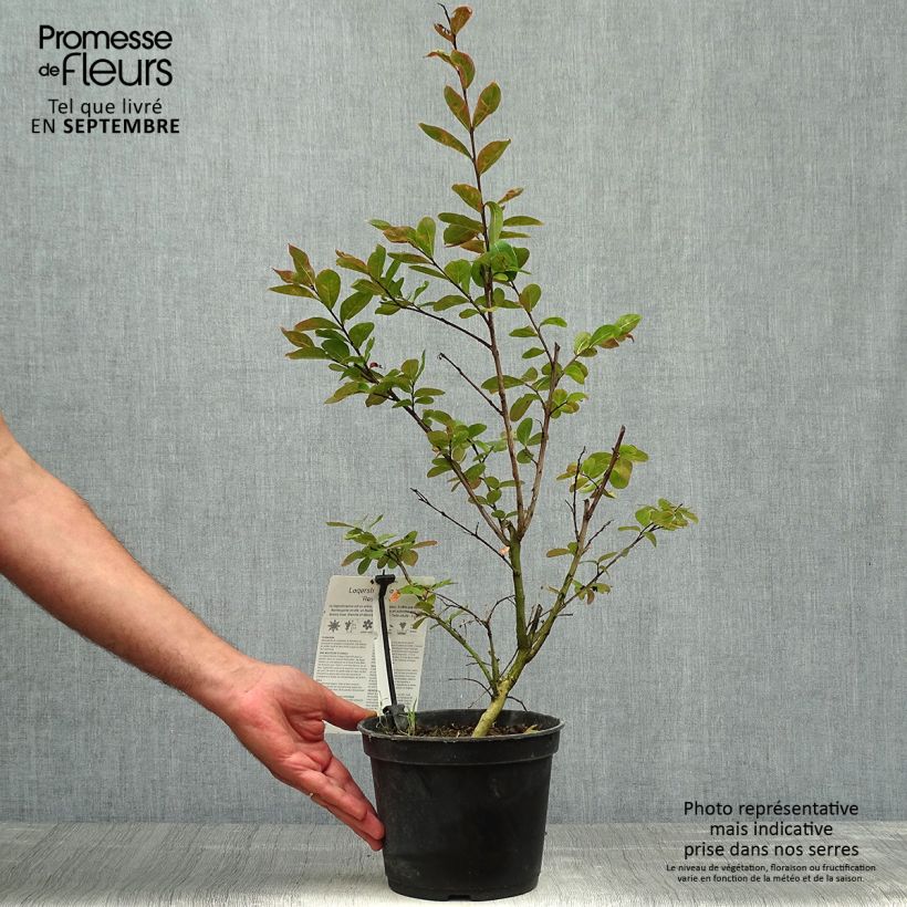 Ejemplar de Árbol de Júpiter Rose Indien - Lagerstroemia indica Maceta 3L/4L entregado en otoño