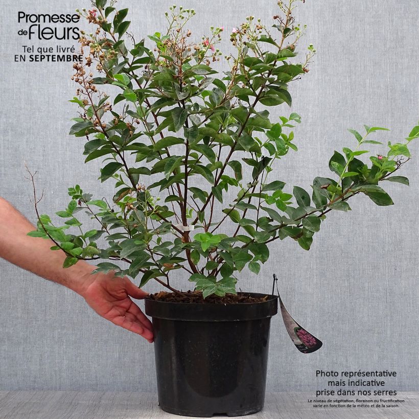 Ejemplar de Árbol de Júpiter Summer Charm Hopi - Lagerstroemia indica Maceta 7,5L/10L entregado en otoño