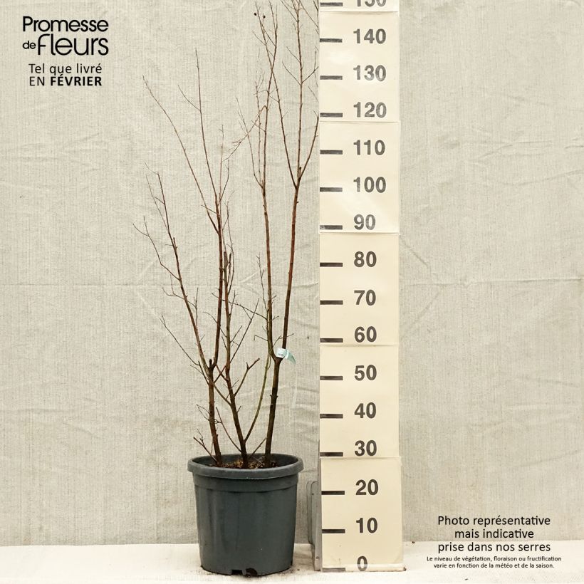 Árbol de Júpiter Summer Charm Tonto - Lagerstroemia indica Maceta 12L/15L Ejemplar entregado en invierno