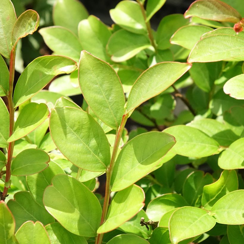 Árbol de Júpiter Terre Chinoise - Lagerstroemia indica (Follaje)