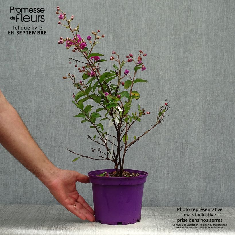 Ejemplar de Árbol de Júpiter Violet d'Ete - Lagerstroemia indica Maceta 3L/4L entregado en otoño