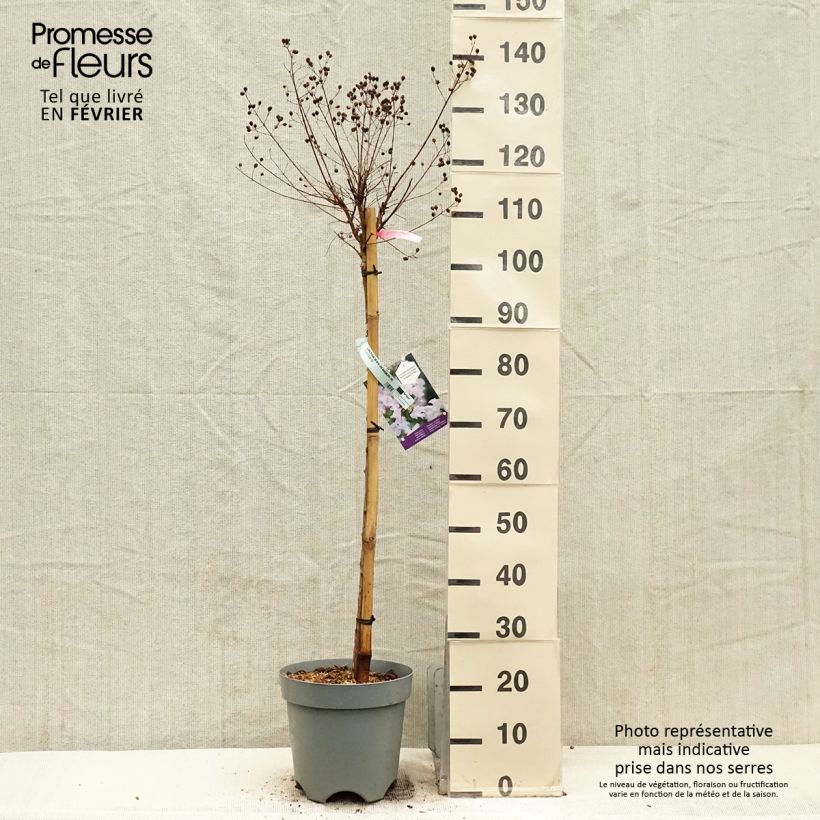 Árbol de Júpiter With Love Babe - Lagerstroemia indica Maceta 7,5L/10L Ejemplar entregado en invierno