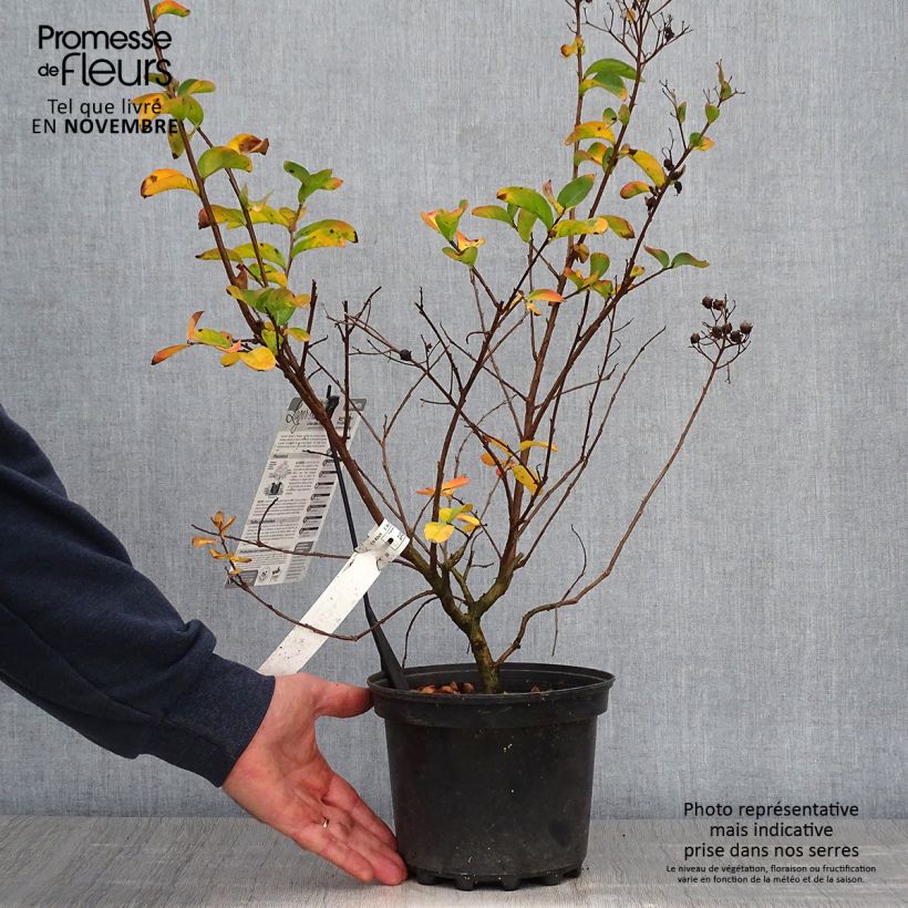 Ejemplar de Árbol de Júpiter Yang Tse - Lagerstroemia indica Maceta 3L/4L entregado en otoño