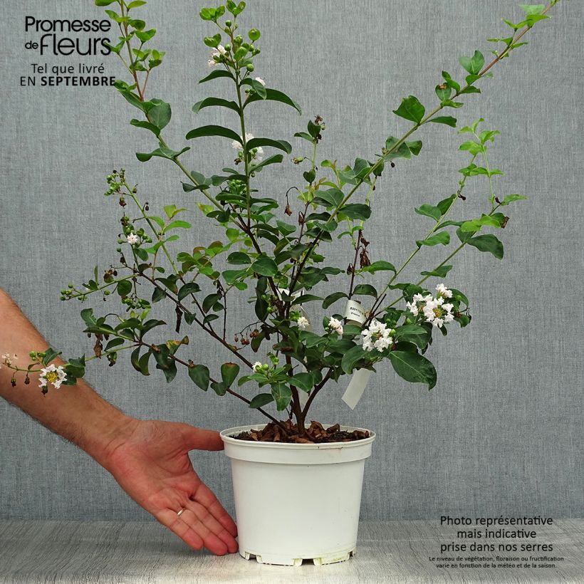 Ejemplar de Árbol de Júpiter Neige d'Eté - Lagerstroemia indica Maceta 3L/4L entregado en otoño