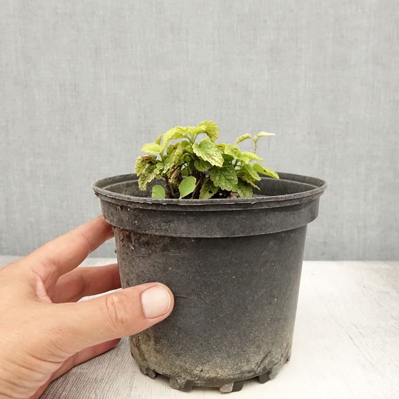 Ejemplar de Lamium galeobdolon Florentinum - Arcángel amarillo Maceta 2L/3L entregado en verano