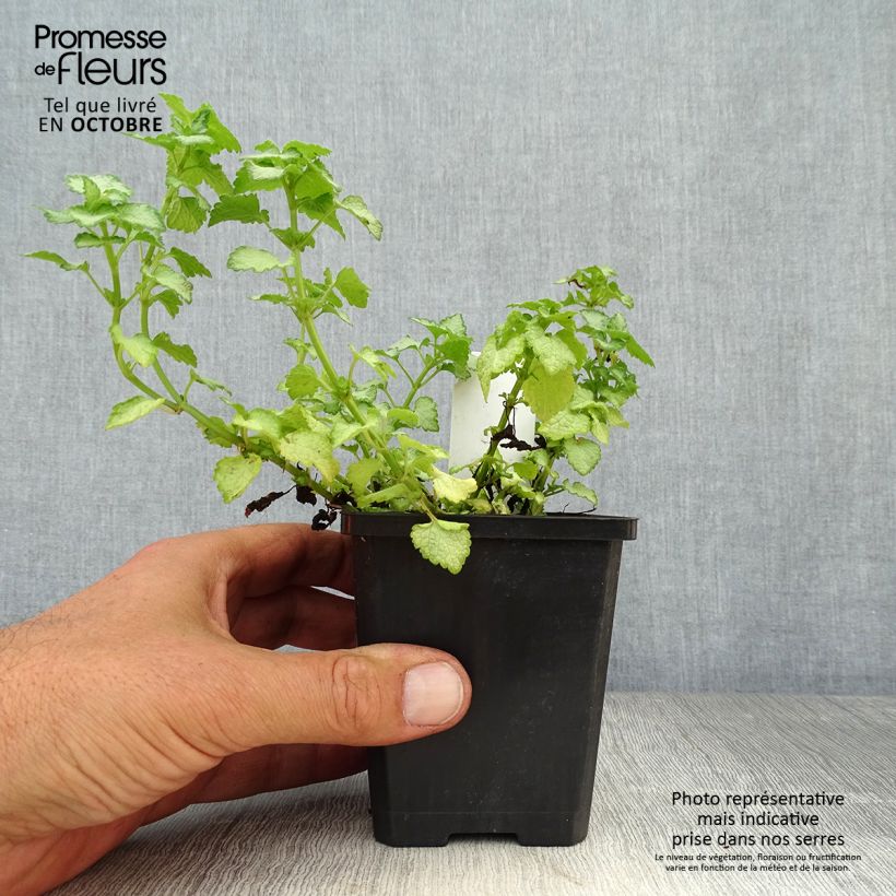 Ejemplar de Lamium maculatum Pink Pewter Maceta de 8/9 cm entregado en otoño