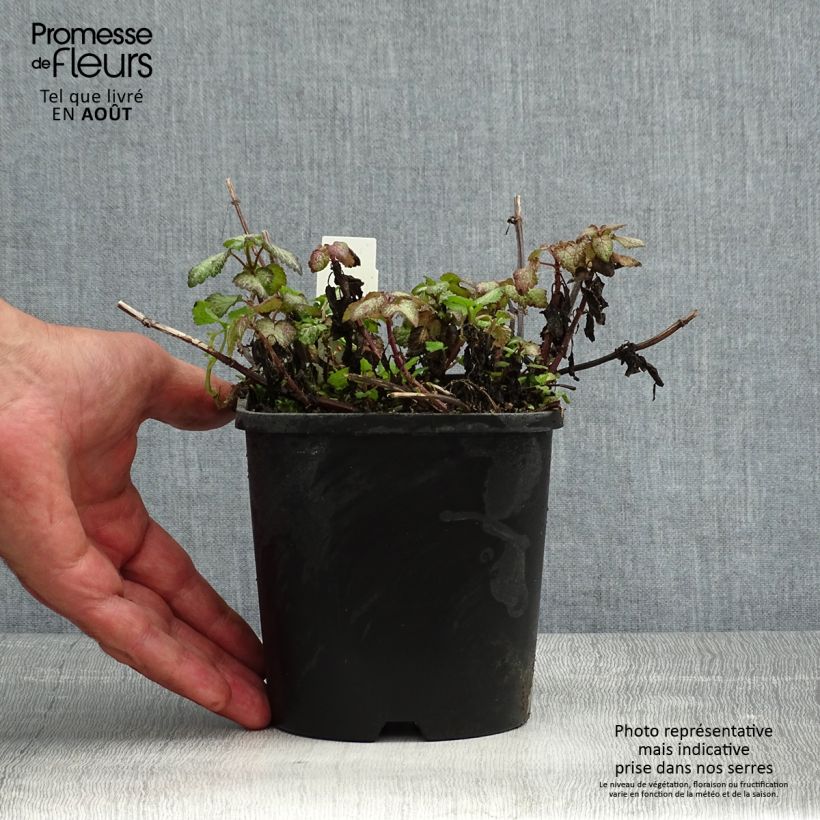 Ejemplar de Lamium maculatum Purple Dragon - Lamier argenté et violet - pot de 1.5L/2L entregado en verano