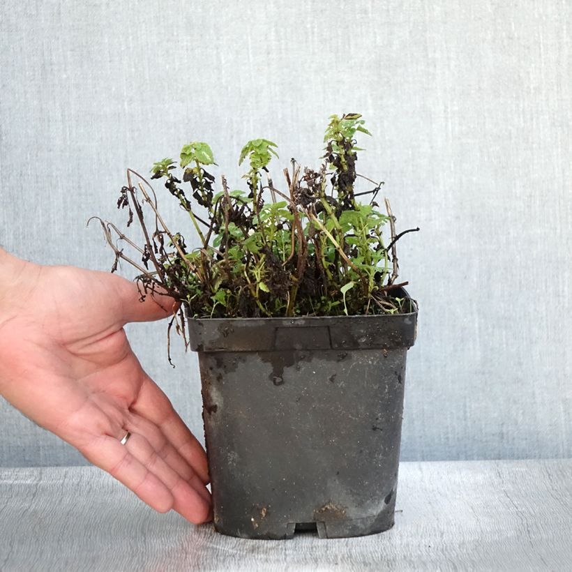 Ejemplar de Lamium maculatum Shell Pink Maceta 2L/3L entregado en otoño