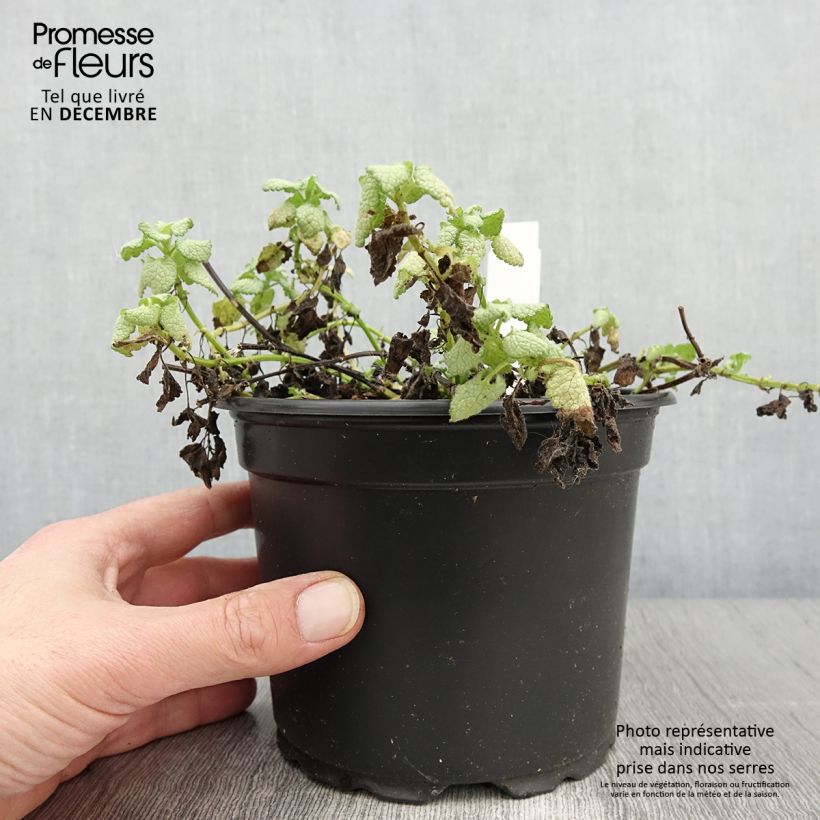 Ejemplar de Lamium maculatum White Nancy Maceta 2L/3L entregado en otoño