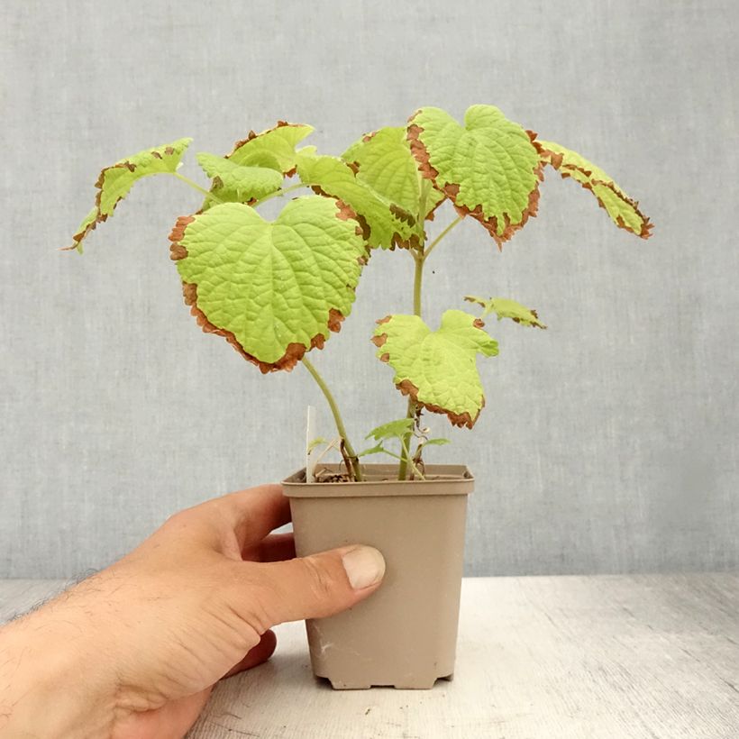 Ejemplar de Lamium orvala Album - Ortiga menor Maceta de 8/9 cm entregado en verano