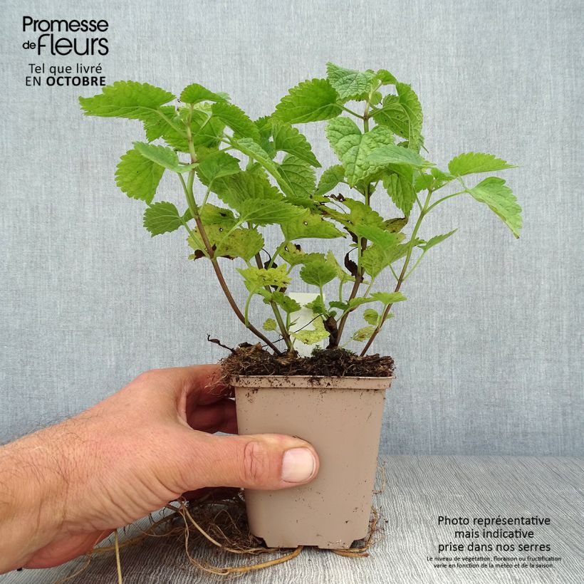 Ejemplar de Lamium orvala - Ortiga menor Maceta de 8/9 cm entregado en otoño