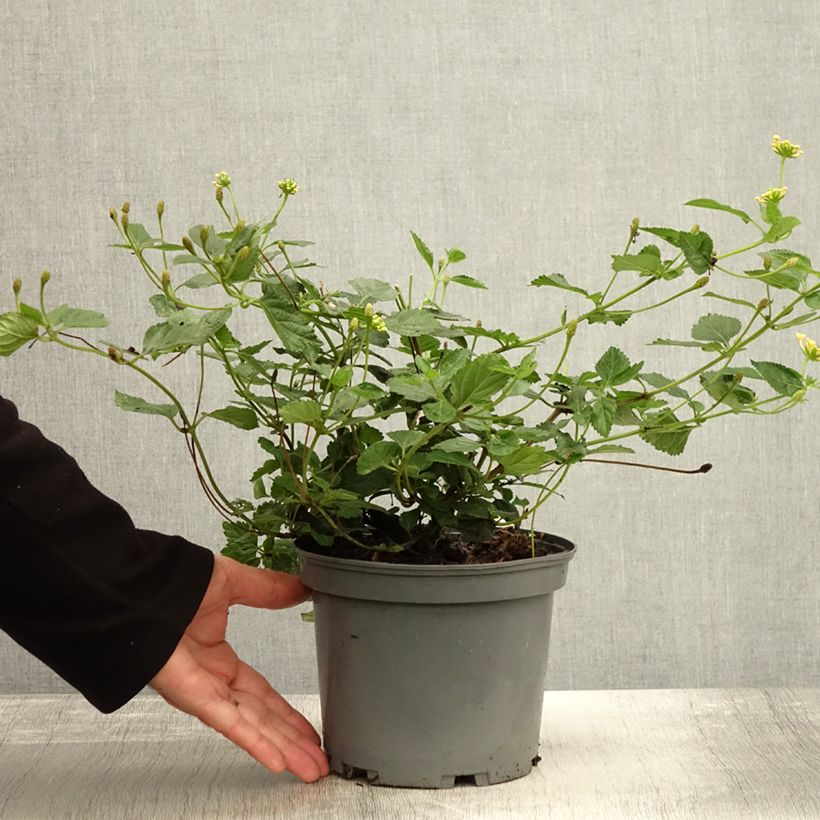 Ejemplar de Lantana camara Chapel Sunny Side Up Maceta 2L/3L entregado en otoño