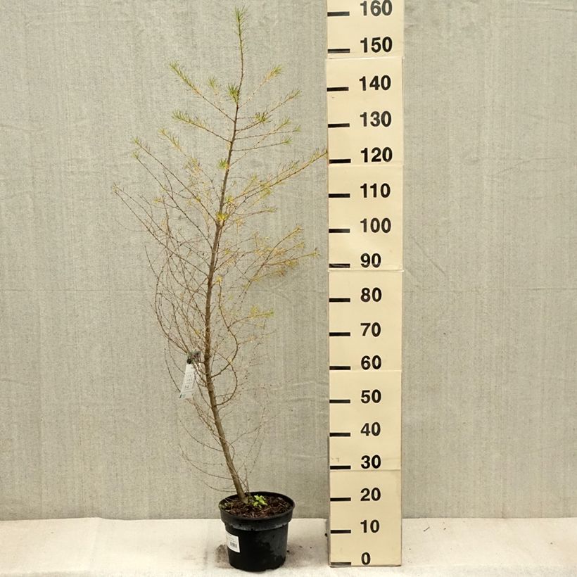 Ejemplar de Alerce europeo - Larix decidua Maceta 4L/5L entregado en otoño