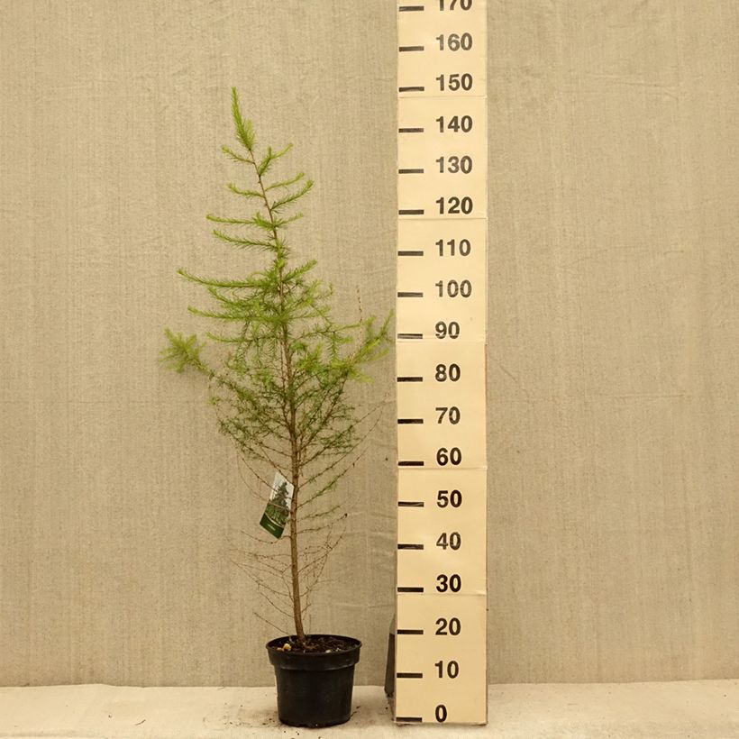 Ejemplar de Alerce europeo - Larix decidua Maceta 4L/5LAltura de entrega aprox. 100/120cm entregado en verano