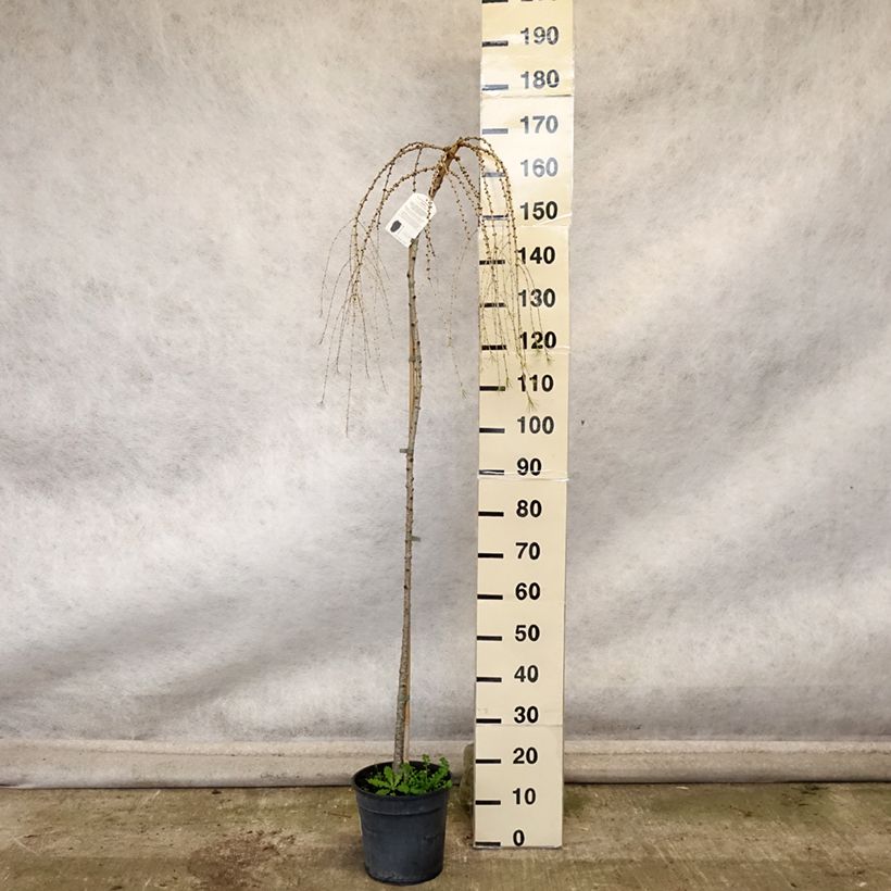 Ejemplar de Larix decidua Pendula - Alerce europeo Maceta 7,5L/10L entregado en otoño