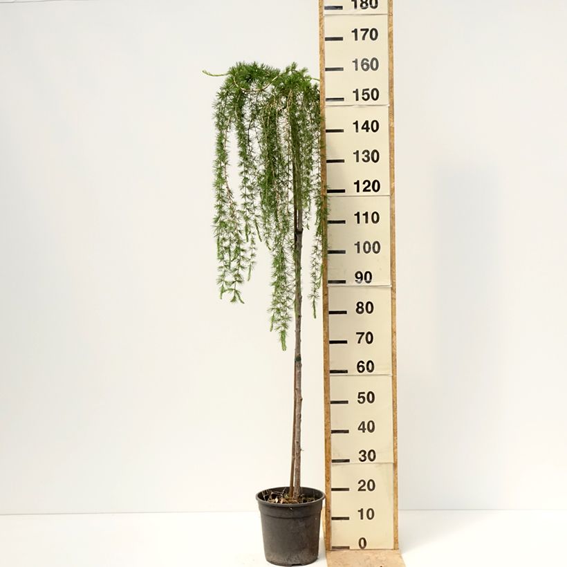 Larix decidua Puli - Alerce europeo Maceta 4L/5L Ejemplar entregado en la primavera