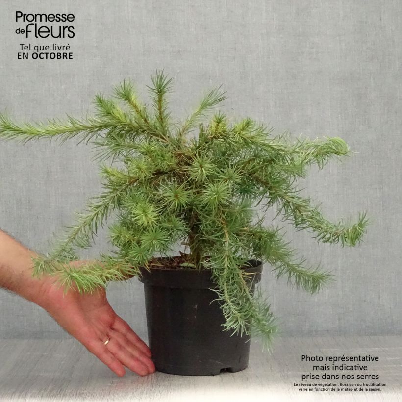 Ejemplar de Larix kaempferi Blue Dwarf - Alerce del Japón Maceta 2L/3L entregado en otoño