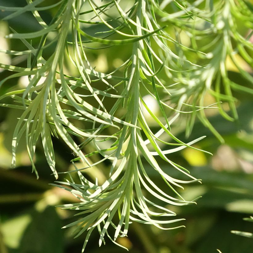 Larix kaempferi Boring Weeper - Mélèze du Japon pleureur  (Follaje)