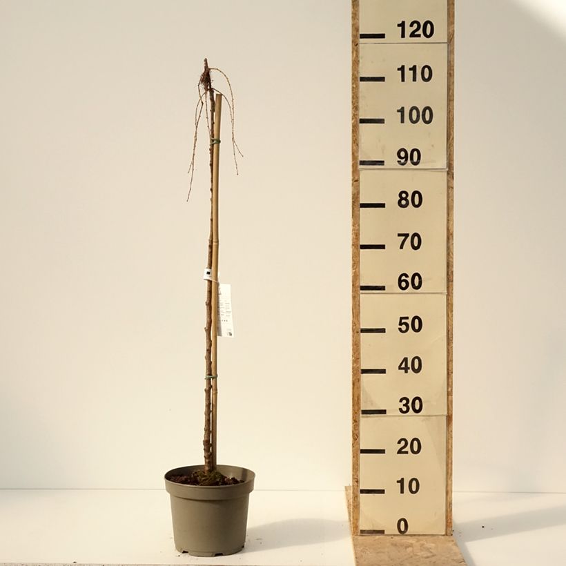 Larix kaempferi Boring Weeper - Alerce del Japón Maceta 4L/5L Ejemplar entregado en invierno