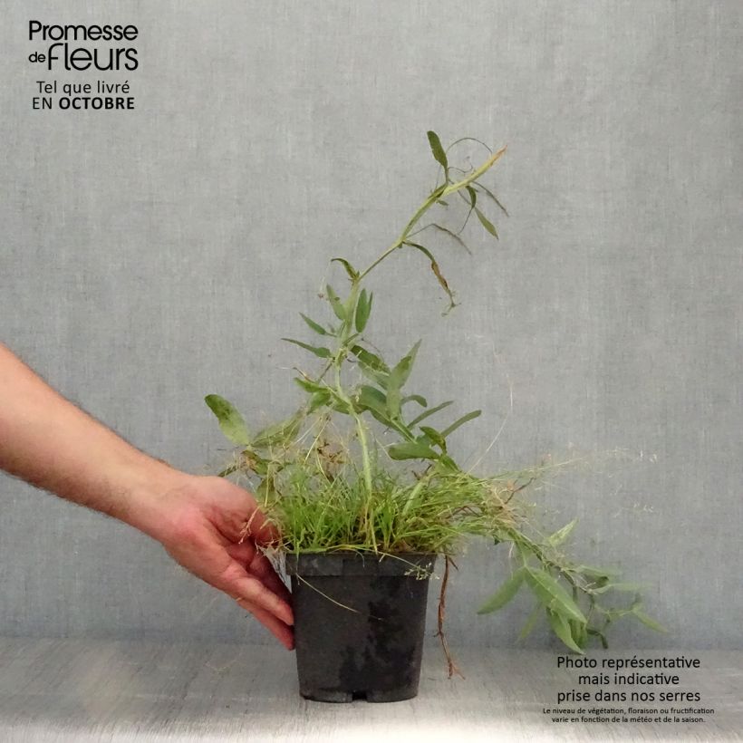 Ejemplar de Lathyrus latifolius Pink Pearl - Albejana Maceta 2L/3L entregado en otoño
