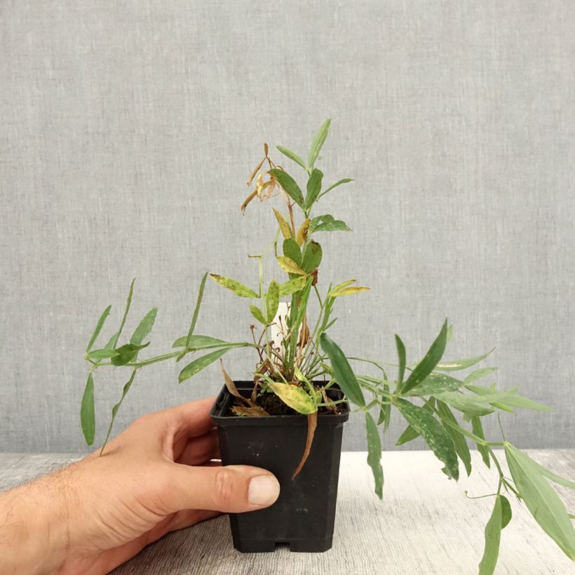 Ejemplar de Lathyrus latifolius Red Pearl - Albejana Maceta de 8/9 cm entregado en otoño