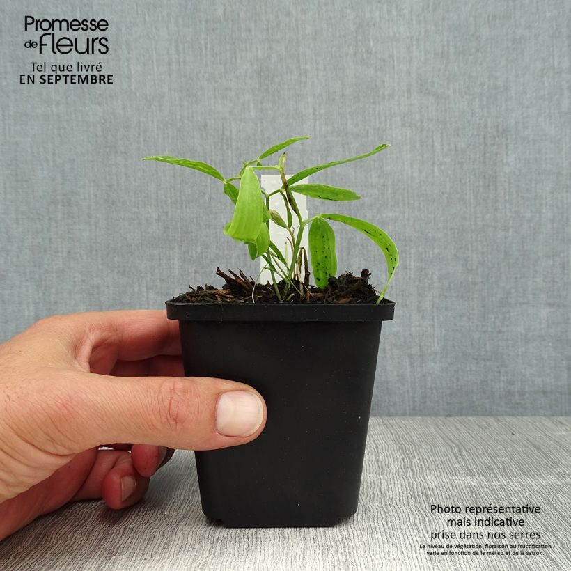 Ejemplar de Lathyrus latifolius Red Pearl - Albejana Maceta de 8/9 cm entregado en verano