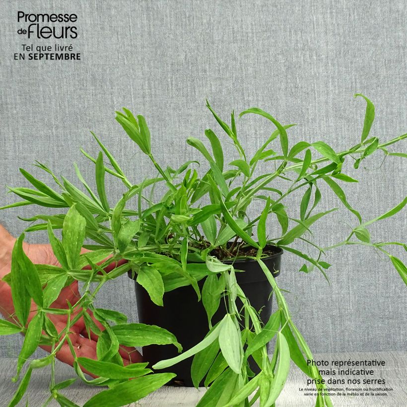 Ejemplar de Lathyrus latifolius White Pearl - Albejana Maceta 2L/3L entregado en verano