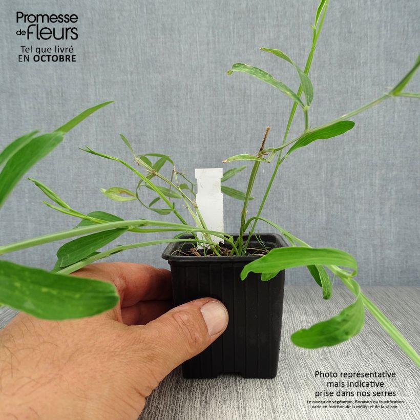 Ejemplar de Lathyrus latifolius White Pearl - Albejana Maceta de 8/9 cm entregado en otoño