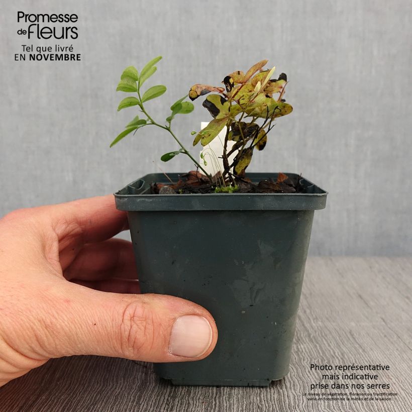 Ejemplar de Lathyrus niger Maceta de 8/9 cm entregado en otoño
