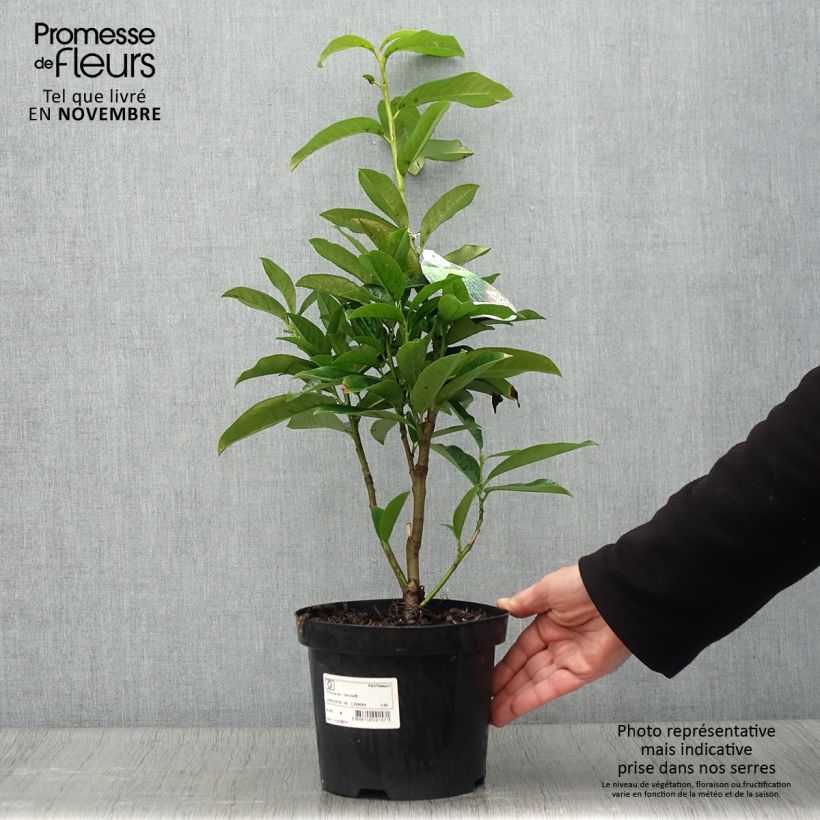 Ejemplar de Laurel cerezo Genolia - Prunus laurocerasus Maceta 3L/4L entregado en otoño