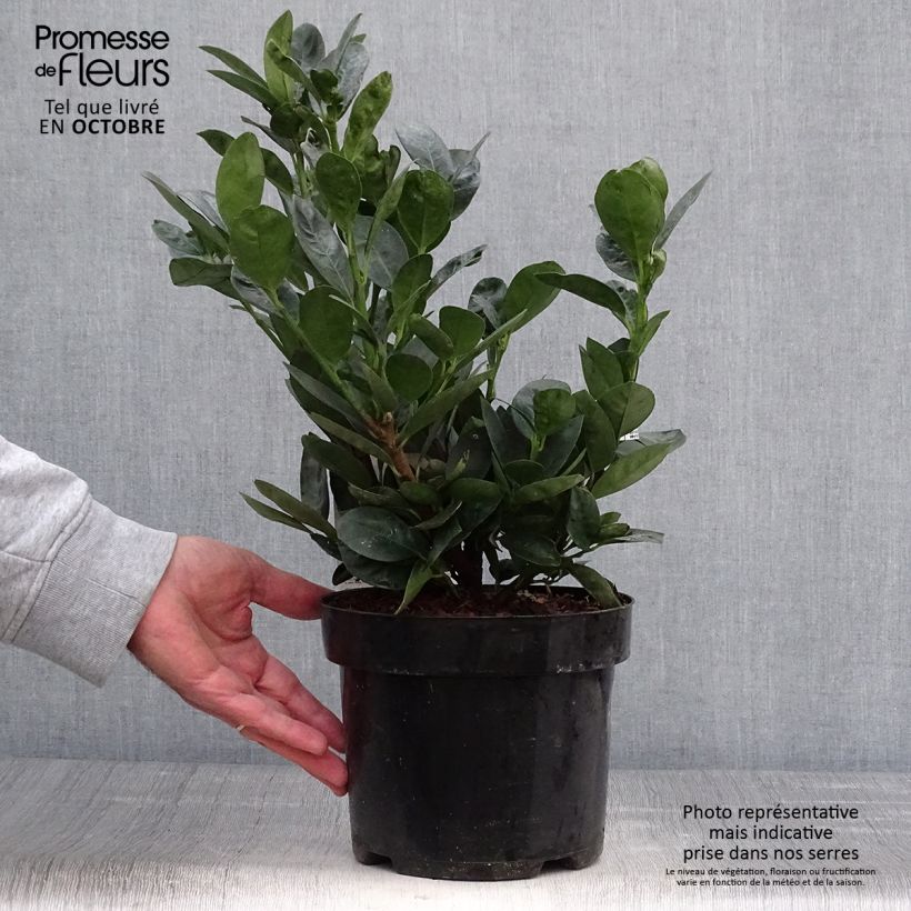 Ejemplar de Laurel cerezo Miniredia - Prunus laurocerasus Maceta 2L/3L entregado en otoño