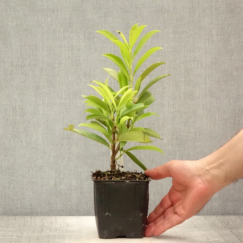 Ejemplar de Laurel cerezo Caucasica - Prunus laurocerasus Maceta 1L/1,5L entregado en verano
