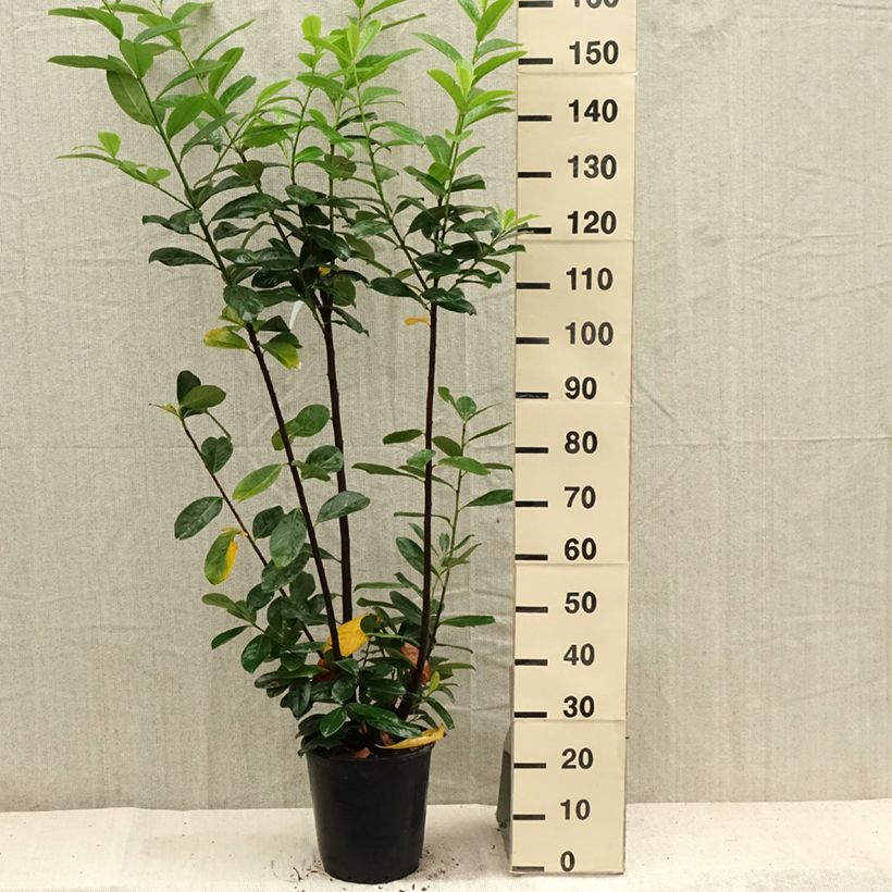 Ejemplar de Laurel cerezo Caucasica - Prunus laurocerasus Maceta 7,5L/10L entregado en verano