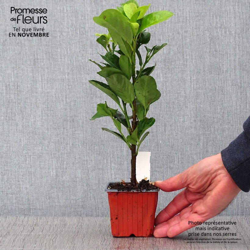 Ejemplar de Laurel cerezo Etna - Prunus laurocerasus Maceta de 8/9 cm entregado en otoño