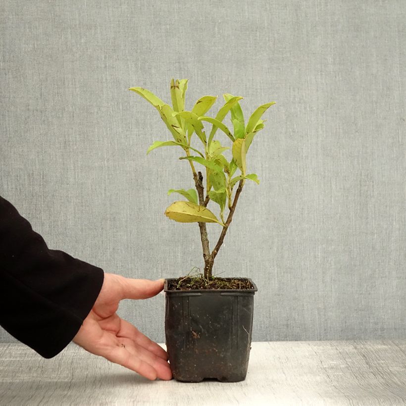 Ejemplar de Laurel cerezo Fontanettes - Prunus laurocerasus Maceta de 8/9 cm entregado en otoño
