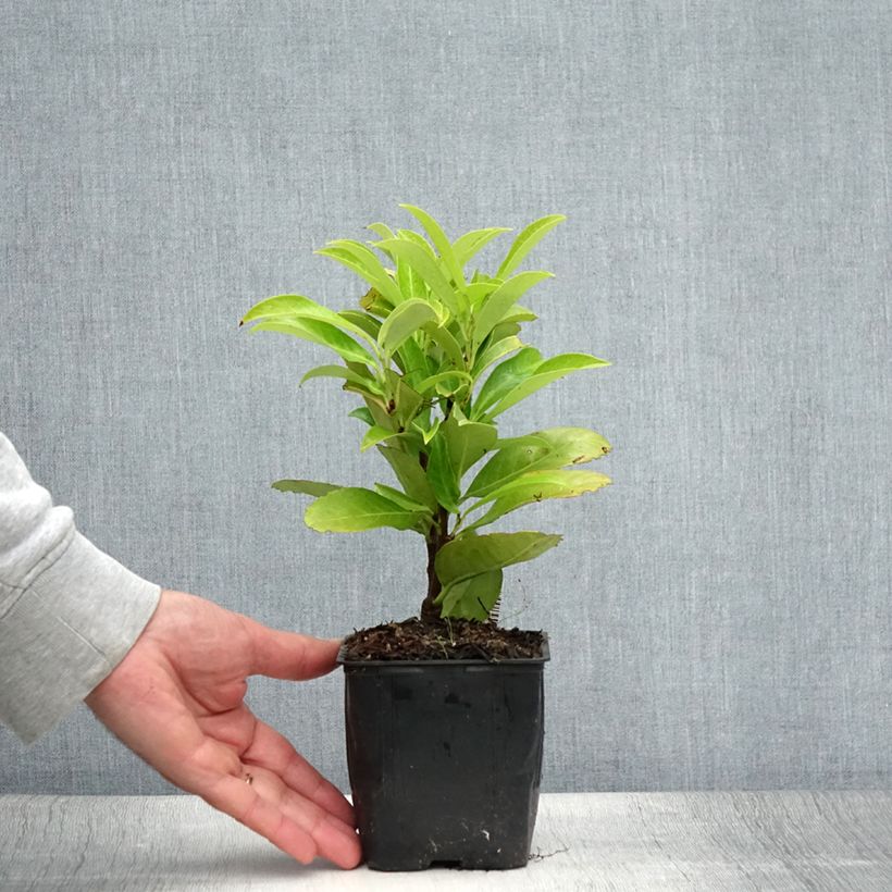 Ejemplar de Laurel cerezo Fontanettes - Prunus laurocerasus Maceta de 8/9 cmAltura de entrega aprox. 10/15cm entregado en verano