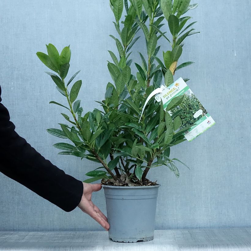 Ejemplar de Laurel cerezo Greentorch - Prunus laurocerasus Maceta 3L/4L entregado en otoño
