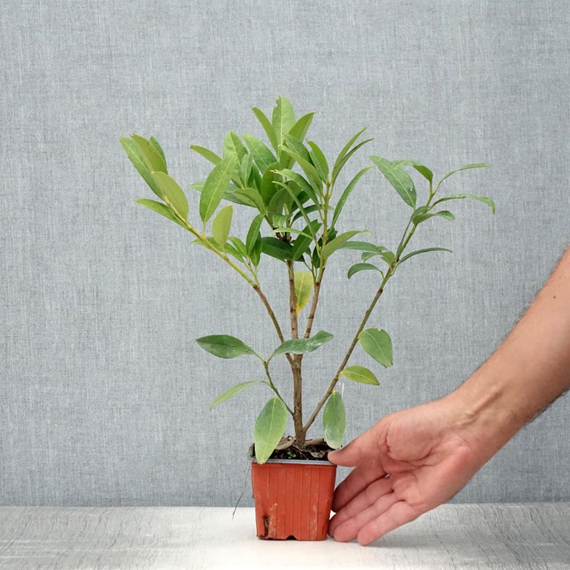 Ejemplar de Laurel cerezo Herbergii - Prunus laurocerasus Maceta de 8/9 cm entregado en verano