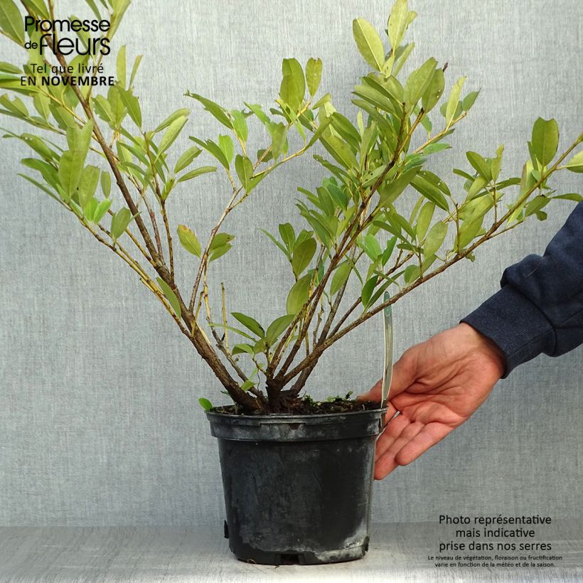 Ejemplar de Laurel cerezo Mano - Prunus laurocerasus Maceta 2L/3L entregado en otoño