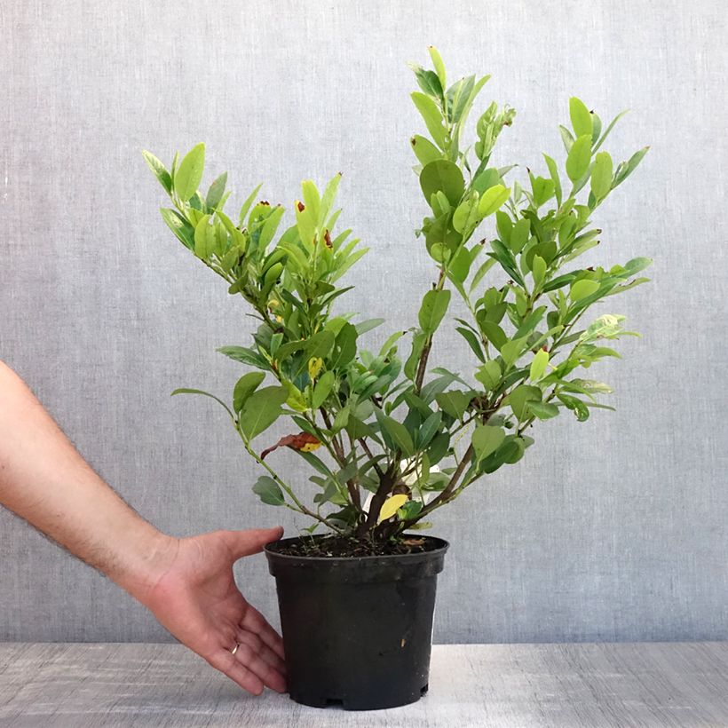 Ejemplar de Laurel cerezo Mano - Prunus laurocerasus Maceta 2L/3LAltura de entrega aprox. 50/60cm entregado en verano