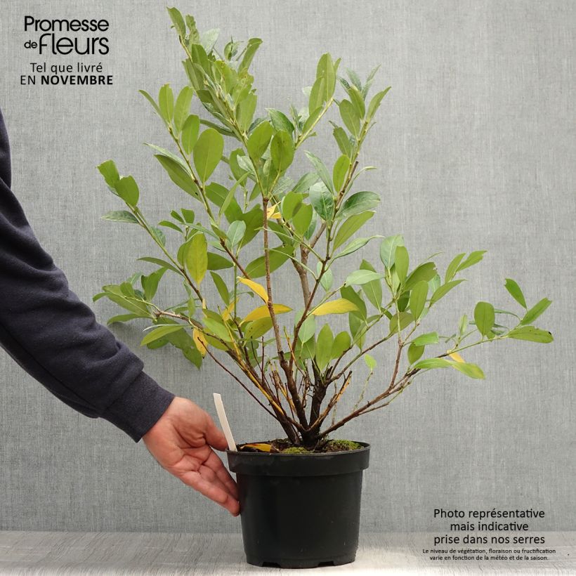 Ejemplar de Laurel cerezo Mano - Prunus laurocerasus Maceta 3L/4L entregado en otoño