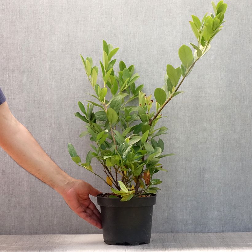 Ejemplar de Laurel cerezo Mano - Prunus laurocerasus Maceta 3L/4LAltura de entrega aprox. 30/40cm entregado en verano