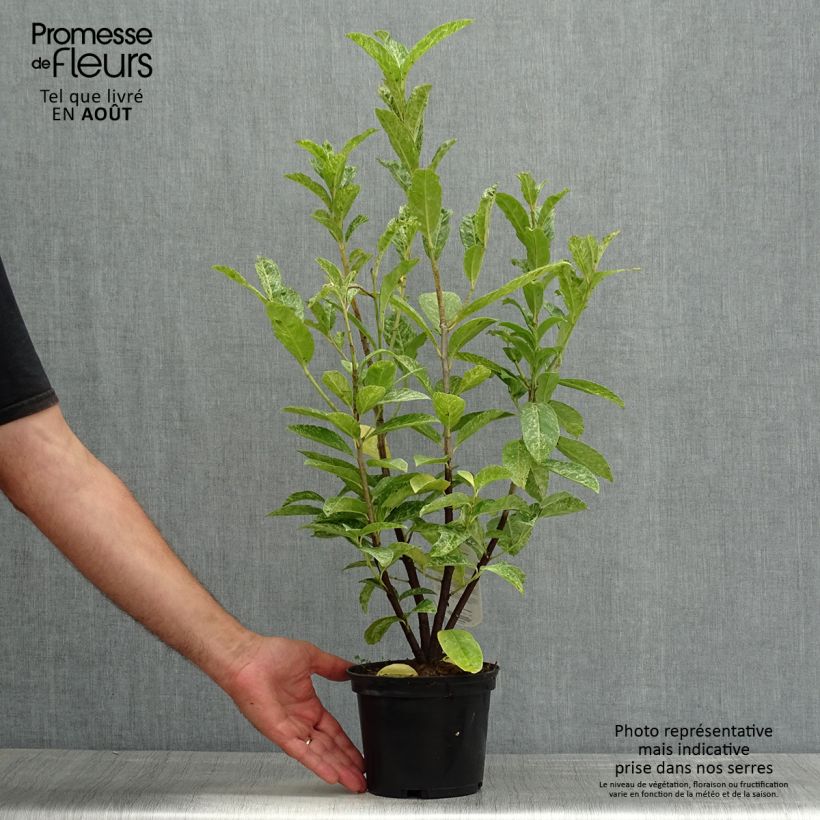Ejemplar de Laurel cerezo Marbled White - Prunus laurocerasus Maceta 2L/3LAltura de entrega aprox. 60/70cm entregado en verano