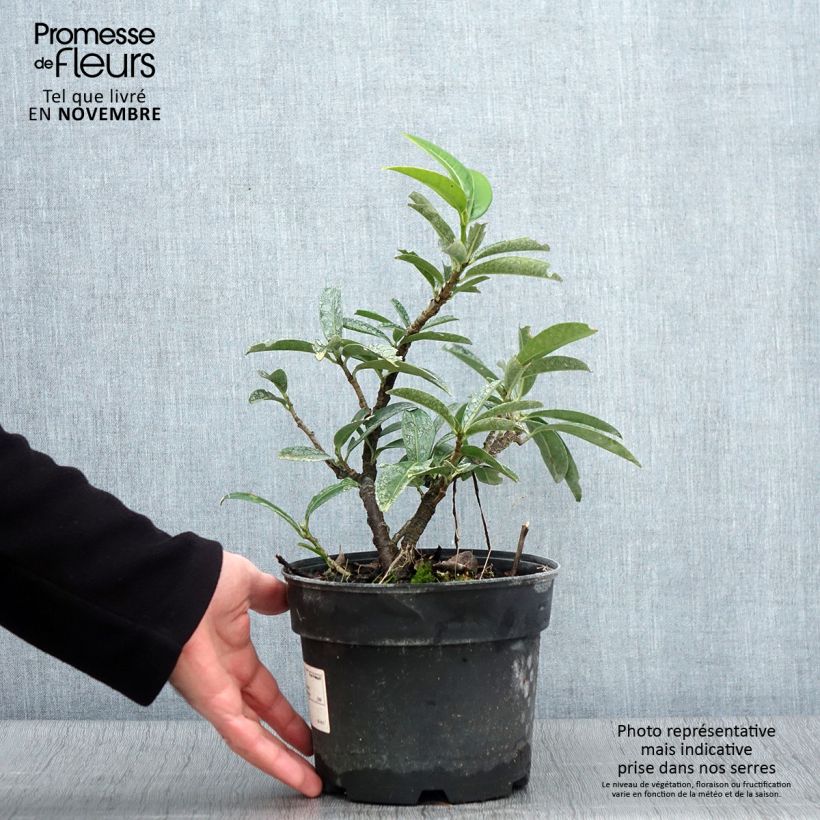 Ejemplar de Laurel cerezo Mount Vernon - Prunus laurocerasus Maceta 2L/3L entregado en otoño
