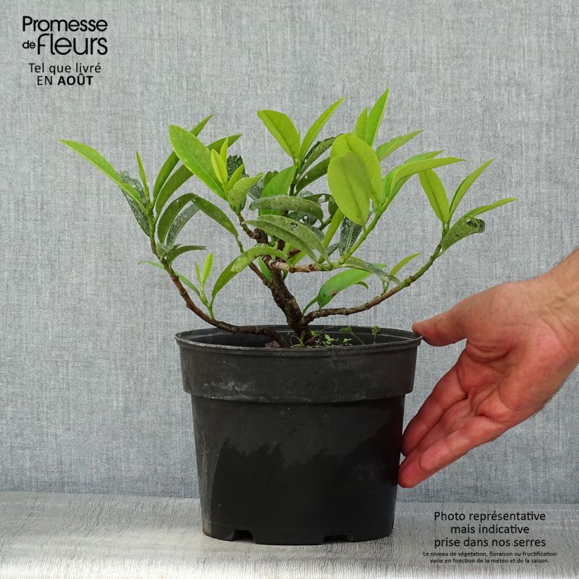 Ejemplar de Laurel cerezo Mount Vernon - Prunus laurocerasus Maceta 2L/3LAltura de entrega aprox. 20/25cm entregado en verano