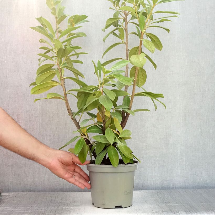 Ejemplar de Laurel cerezo Novita - Prunus laurocerasus Maceta 2L/3LAltura de entrega aprox. 40/60cm entregado en verano