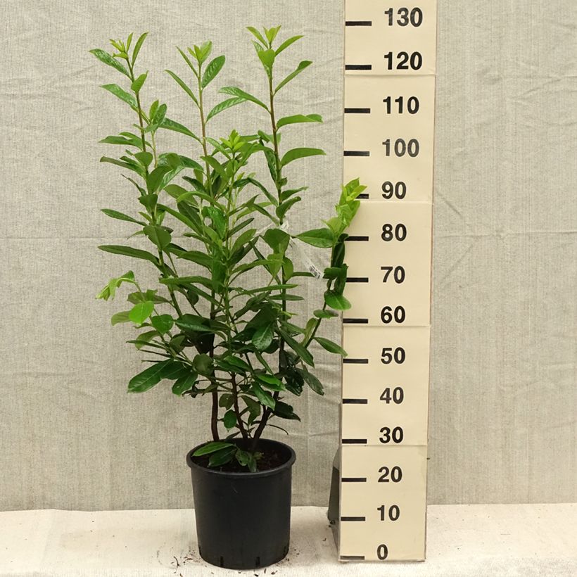 Ejemplar de Laurel cerezo Novita - Prunus laurocerasus Maceta 7,5L/10LAltura de entrega aprox. 80/100cm entregado en verano