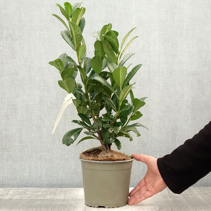 Ejemplar de Laurel cerezo Obelisk - Prunus laurocerasus Maceta 2L/3L entregado en otoño