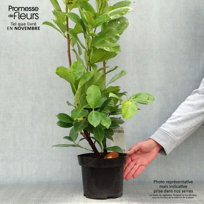 Ejemplar de Laurel cerezo Rotundifolia - Prunus laurocerasus Maceta 3L/4L entregado en otoño